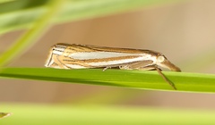 Crambus laqueatellus