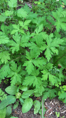 Geranium sibiricum