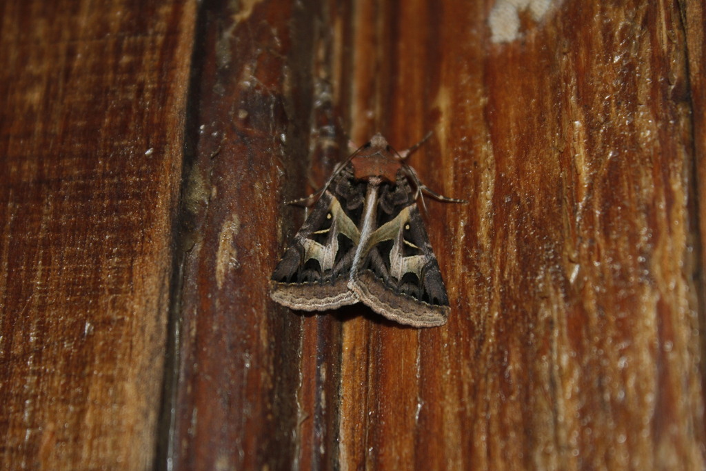 Ianius mosca