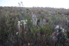 Podalyria sericea