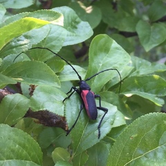 Purpuricenus kaehleri