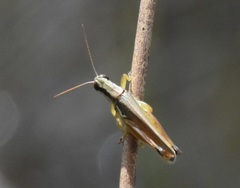 Paroxya