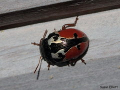Calligrapha rowena