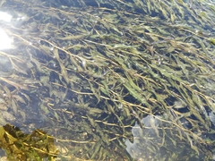Potamogeton praelongus