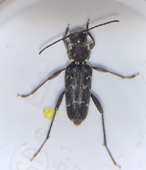 Xylotrechus integer