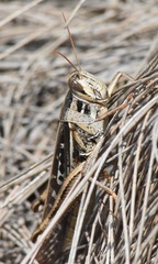 Schistocerca americana