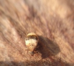 Sennius lateapicalis