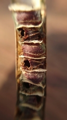 Sennius lateapicalis