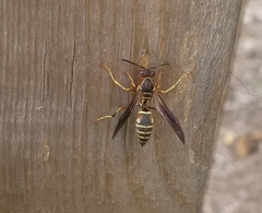 Polistes fuscatus