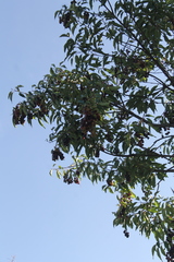 Prunus serotina capuli