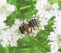 Megachile petulans