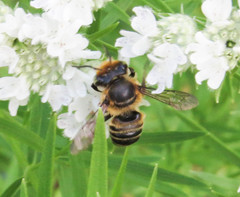 Megachile petulans
