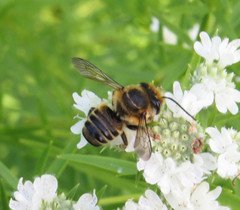 Megachile petulans