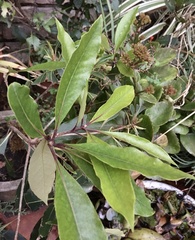 Pittosporum undulatum