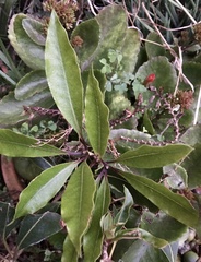 Pittosporum undulatum