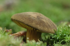 Phylloporus pelletieri