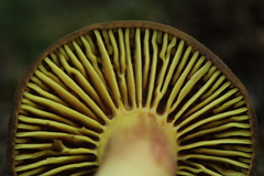 Phylloporus pelletieri