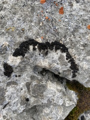 Lathagrium cristatum