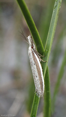 Pleurota bicostella