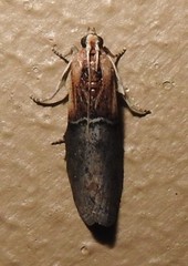 Sciota basilaris