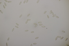 Phylloporus pelletieri