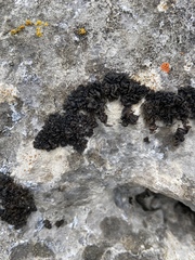 Lathagrium cristatum