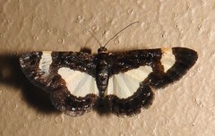 Heliomata cycladata