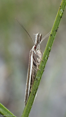 Pleurota bicostella