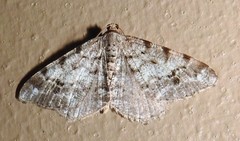 Macaria pinistrobata