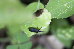 Lucidota atra
