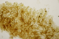 Phylloporus pelletieri