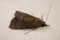 Hypena scabra