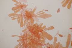 Phylloporus pelletieri