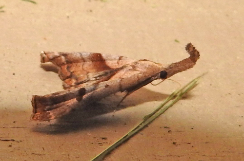 Dark-spotted Palthis Moth