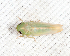 Chlorotettix spatulatus