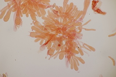 Phylloporus pelletieri