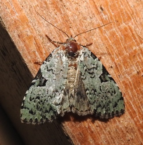 Green Leuconycta Moth