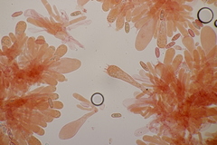 Phylloporus pelletieri