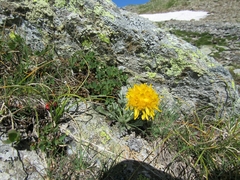 Jacobaea carniolica