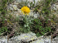 Jacobaea carniolica