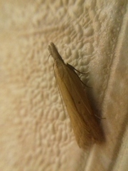 Dichomeris limosellus