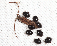 Tenomerga cinerea