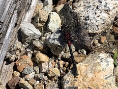 Leucorrhinia glacialis