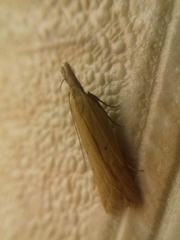 Dichomeris limosellus