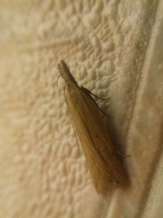 Dichomeris limosellus