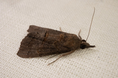 Hypena scabra