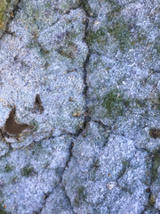 Golovinomyces verbasci