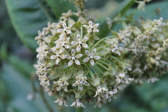 Asclepias notha