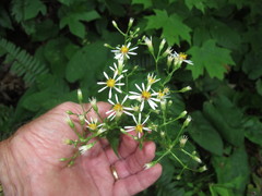 Eurybia schreberi