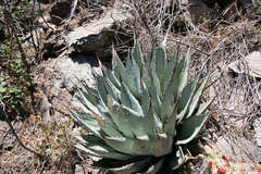Agave parryi